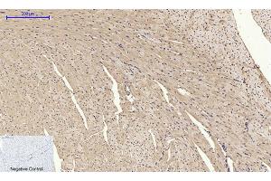 Immunohistochemical analysis of paraffin-embedded mouse heart tissue. (BMP2 Antikörper  (C-Term))