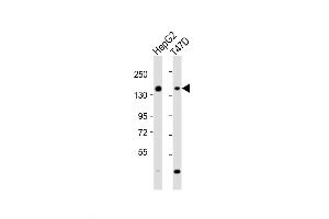 Western Blot at 1:2000 dilution Lane 1: HepG2 whole cell lysate Lane 2: T47D whole cell lysate Lysates/proteins at 20 ug per lane.
