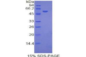 SDS-PAGE analysis of Mouse Ephrin A4 Protein.
