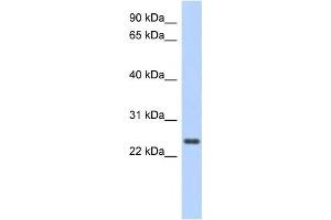 Western Blotting (WB) image for anti-Coiled-Coil Domain Containing 70 (CCDC70) antibody (ABIN2459717) (CCDC70 Antikörper)
