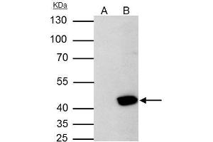 Immunoprecipitation (IP) image for anti-Aurora Kinase A (AURKA) (C-Term) antibody (ABIN2855868)