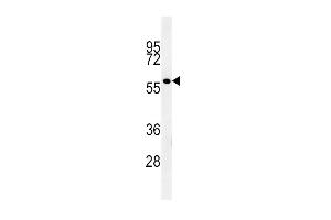 GP6 Antibody (C-term) (ABIN651878 and ABIN2840435) western blot analysis in K562 cell line lysates (15 μg/lane). (GP6 Antikörper  (C-Term))