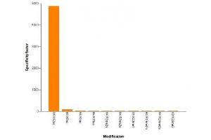 Histone H4K12ac antibody (mAb) specificity tested by peptide array analysis.