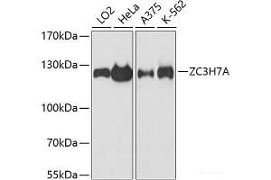 Western blot analysis of extracts of various cell lines using ZC3H7A Polyclonal Antibody at dilution of 1:3000. (ZC3H7A Antikörper)