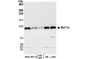 Western Blotting (WB) image for anti-B-Cell CLL/lymphoma 11A (Zinc Finger Protein) (BCL11A) (C-Term) antibody (ABIN7449871) (BCL11A Antikörper  (C-Term))