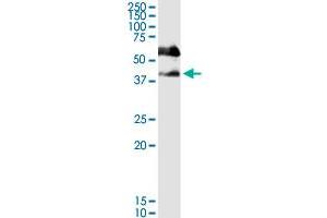 SERPINB1 MaxPab rabbit polyclonal antibody. (SERPINB1 Antikörper  (AA 1-379))