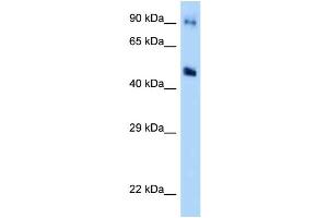 WB Suggested Anti-GDA Antibody Titration: 1. (GDA Antikörper  (Middle Region))