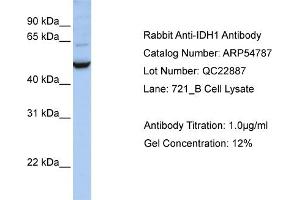 Western Blotting (WB) image for anti-Isocitrate Dehydrogenase 1 (NADP+), Soluble (IDH1) (C-Term) antibody (ABIN406430) (IDH1 Antikörper  (C-Term))