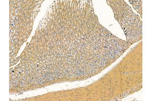 ABIN7094497 and ABIN7098546 at 1/100 staining Rat stomach tissue by IHC-P.
