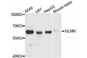 Western blot analysis of extracts of various cell lines, using GLMN antibody (ABIN6291150) at 1:3000 dilution. (GLMN Antikörper)