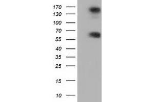 Western Blotting (WB) image for anti-Butyrophilin, Subfamily 1, Member A1 (BTN1A1) antibody (ABIN1496993) (BTN1A1 Antikörper)