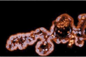 Immunofluorescence staining of a rabbit brain section. (GRIN2B Antikörper  (AA 892-1051))