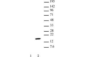 Histone H2A phospho Thr120 pAb tested by Western blot. (Histone H2A Antikörper  (pThr120))