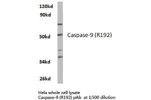 Western blot (WB) analysis of Caspase 9 antibody in extracts from hela cells. (Caspase 9 Antikörper)