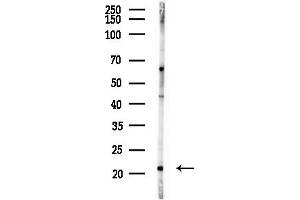 anti-Canopy 2 Homolog (CNPY2) (C-Term) antibody