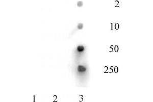 Histone H3 acetyl Lys36 antibody tested by dot blot analysis. (Histone 3 Antikörper  (H3K36ac))