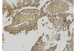 ABIN6276902 at 1/100 staining RAT testis tissue by IHC-P. (HSD3B2 Antikörper)
