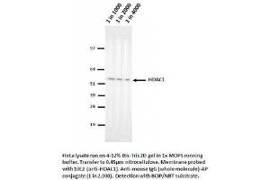 Image no. 1 for anti-Histone Deacetylase 1 (HDAC1) (AA 467-482) antibody (ABIN1042601) (HDAC1 Antikörper  (AA 467-482))