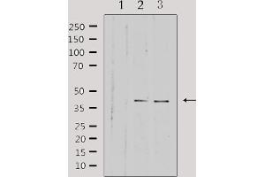 Western blot analysis of extracts from various samples, using HSD3B7 Antibody. (HSD3B7 Antikörper  (Internal Region))