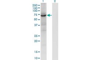 Western Blotting (WB) image for anti-Protein tyrosine Phosphatase, Non-Receptor Type 9 (PTPN9) (AA 1-100) antibody (ABIN948353)