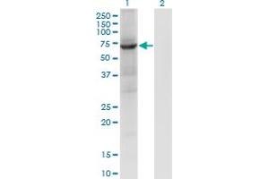 Western Blot analysis of PTPN9 expression in transfected 293T cell line by PTPN9 monoclonal antibody (M04), clone 2F12.