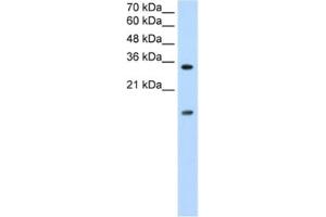 Western Blotting (WB) image for anti-Heterogeneous Nuclear Ribonucleoprotein U-Like 1 (HNRNPUL1) antibody (ABIN2462335)