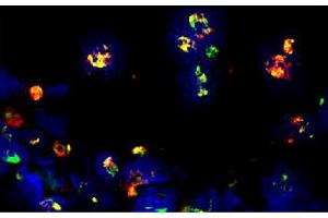 Frozen thermally burned mouse tissue section was stained with Rat Anti-Mouse CD11b-FITC followed by mounting with DAPI containing medium. (LY6C + LY6G Antikörper (PE))