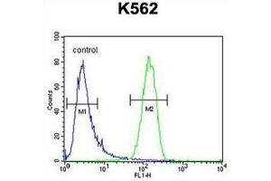 Flow cytometric analysis of K562 cells using GAGE13 Antibody (N-term) Cat. (G Antigen 13 Antikörper  (N-Term))
