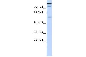 Western Blotting (WB) image for anti-Ubiquitin-Like with PHD and Ring Finger Domains 2, E3 Ubiquitin Protein Ligase (UHRF2) (Middle Region) antibody (ABIN2775913)