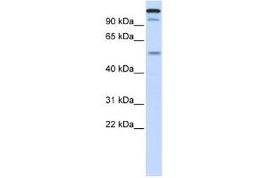 WB Suggested Anti-UHRF2 Antibody Titration:  0. (UHRF2 Antikörper  (Middle Region))