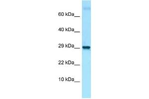Host: Rabbit Target Name: Lmo2 Antibody Dilution: 1. (LMO2 Antikörper  (C-Term))