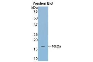 Western Blotting (WB) image for anti-Cartilage Oligomeric Matrix Protein (COMP) (AA 40-180) antibody (ABIN1858468) (COMP Antikörper  (AA 40-180))