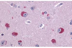 Anti-TAAR1 antibody  ABIN1049378 IHC staining of human brain, neurons.