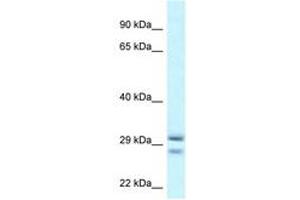 Image no. 1 for anti-Ras-Like Without CAAX 1 (RIT1) (AA 108-157) antibody (ABIN6747637) (RIT1 Antikörper  (AA 108-157))