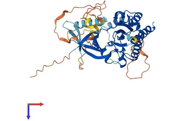 IP6K3 Protein (AA 1-410) (His tag)