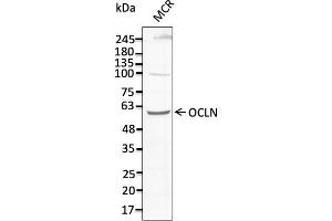 Western Blotting (WB) image for anti-Occludin (OCLN) (C-Term) antibody (ABIN7273069) (Occludin Antikörper  (C-Term))