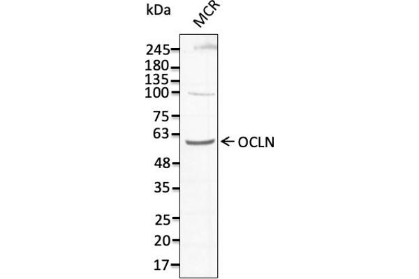 Occludin 抗体  (C-Term)
