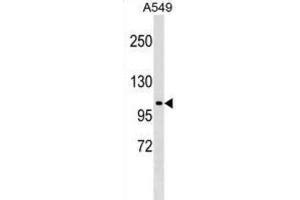 Western Blotting (WB) image for anti-HECT Domain Containing 3 (HECTD3) antibody (ABIN2999468) (HECTD3 Antikörper)