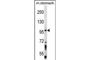 Western blot analysis in mouse stomach tissue lysates (35ug/lane). (ZW10 Antikörper  (N-Term))