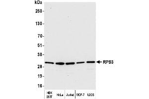 Western Blotting (WB) image for anti-Ribosomal Protein S3 (RPS3) (AA 1-50) antibody (ABIN7454970)