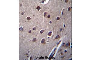 KCTD10 Antibody (C-term) (ABIN657313 and ABIN2846392) immunohistochemistry analysis in formalin fixed and paraffin embedded human brain tissue followed by peroxidase conjugation of the secondary antibody and DAB staining. (KCTD10 Antikörper  (C-Term))