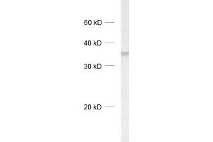 DNAJC5 Antikörper  (C-Term)