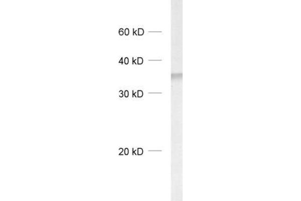 DNAJC5 Antikörper  (C-Term)