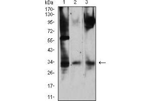 Western Blotting (WB) image for anti-Junctional Adhesion Molecule 2 (JAM2) (AA 29-238) antibody (ABIN7193303)
