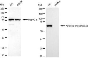 Western blotting analysis using Alkaline phosphatase antibody (ABIN7797576).
