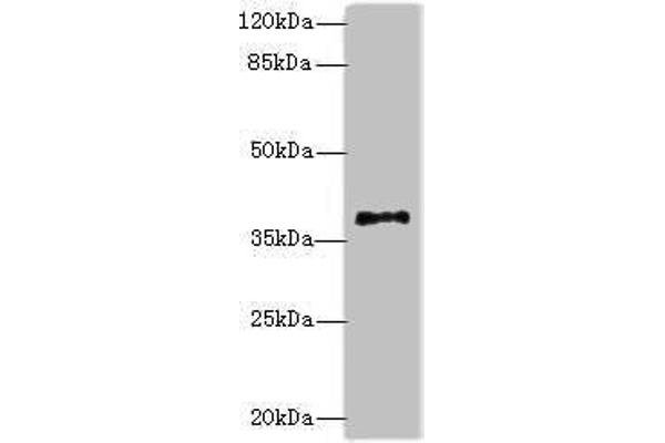 PLCXD1 Antikörper  (AA 1-323)