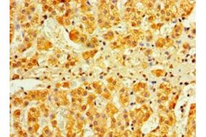 Immunohistochemistry of paraffin-embedded human adrenal gland tissue using ABIN7156569 at dilution of 1:100 (IFNA4 Antikörper  (AA 24-189))