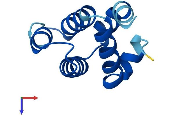 CARD18 Protein (AA 1-90) (His tag)