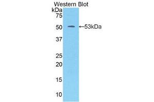 Western Blotting (WB) image for anti-Kallikrein 7 (KLK7) (AA 23-253) antibody (ABIN3205845) (Kallikrein 7 Antikörper  (AA 23-253))