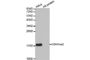 Western blot analysis of extracts of various cell lines, using DiMethyl-Histone H3-K4 antibody. (Histone 3 Antikörper  (H3K4me))